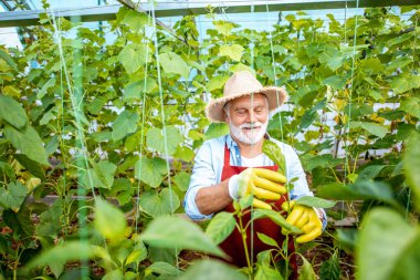 Serada salatalık yetiştiren kıdemli adam.