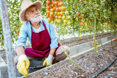 Serada domates yetiştiren kıdemli adam.