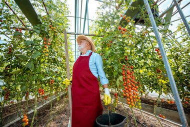 Serada domates yetiştiren kıdemli adam.