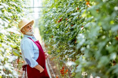Serada domates yetiştiren kıdemli adam.