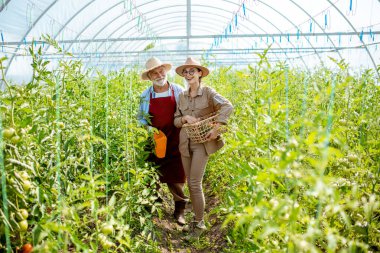 Dedenle birlikte domates fidanlığında genç bir kadın.