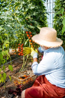 Kıdemli adam domates topluyor.