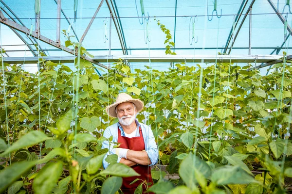 Hombre mayor cultivando pepinos en el invernadero — Foto de Stock