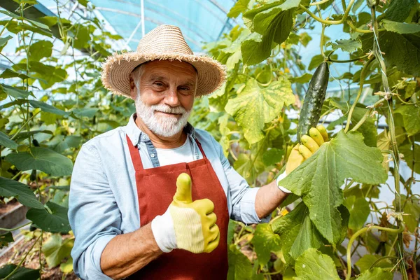 Senior man die komkommers kweekt in het hothouse — Stockfoto