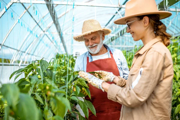 Nő nagyapával paprikát termeszt egy farmon — Stock Fotó