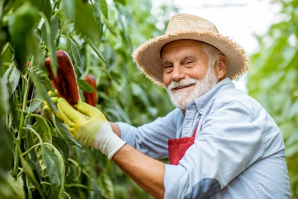 Старший мужчина выращивает сладкий перец в теплице — стоковое фото