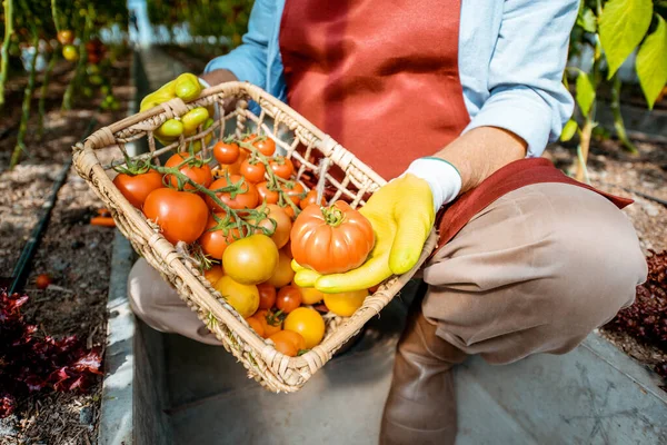 Holding basket full of tomato harvest — Stock Photo, Image