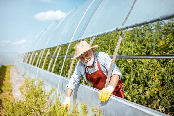 Vezető agronómus egy farmon üvegházakkal — Stock Fotó