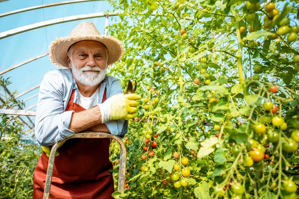 Старший человек, работающий на сельскохозяйственной ферме с томатной плантацией — стоковое фото