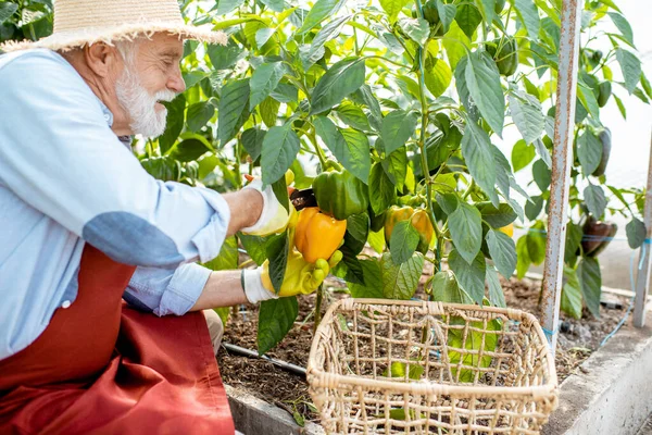 Hombre mayor recogiendo la cosecha de pimiento dulce en el invernadero —  Fotos de Stock