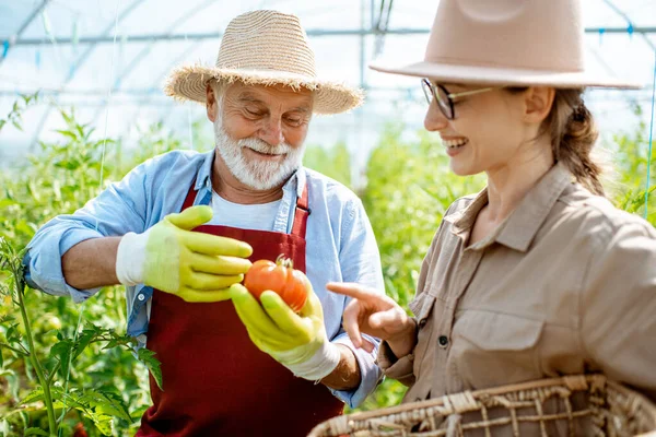 Jovem com avô na estufa com plantação de tomate — Fotografia de Stock