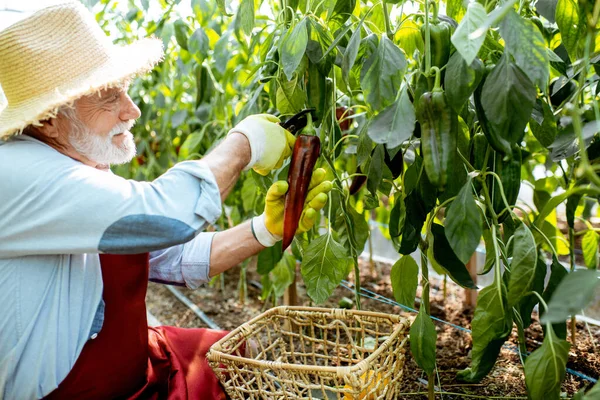 Hombre mayor recogiendo la cosecha de pimienta en el invernadero —  Fotos de Stock