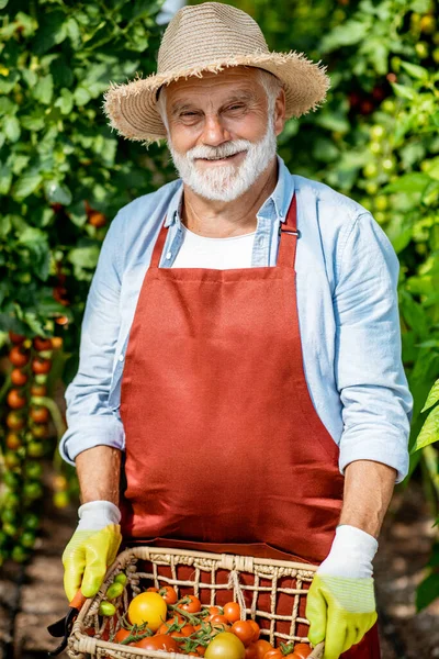 Senior man harvesting tomatoes