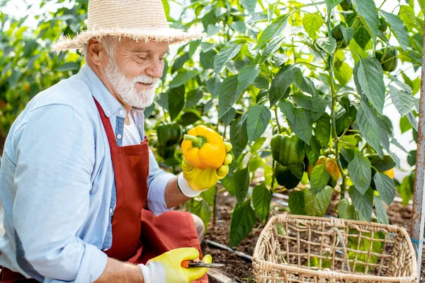 Hombre mayor recogiendo la cosecha de pimiento dulce en el invernadero —  Fotos de Stock