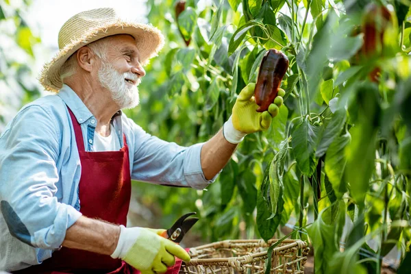 Senior man verzamelt peperoogst in het hothouse — Stockfoto