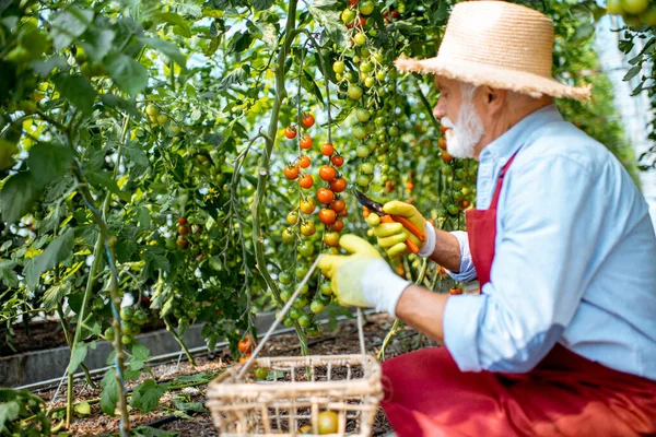 Hombre mayor recogiendo tomate harvestin el invernadero —  Fotos de Stock