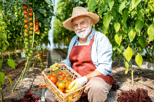 Senior Mann erntet Tomaten — Stockfoto