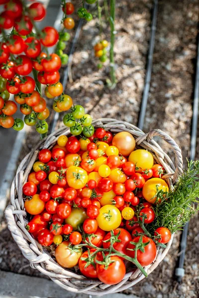 Rich tomato harvest on the organic farm