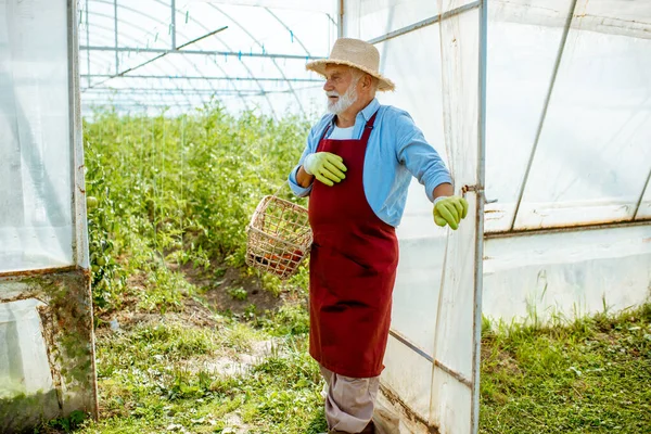 Senior agronomist in de directe omgeving van de kas — Stockfoto