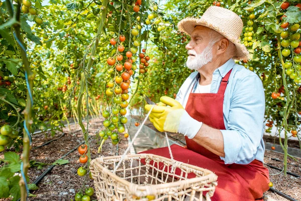 Hombre mayor recogiendo tomate harvestin el invernadero —  Fotos de Stock