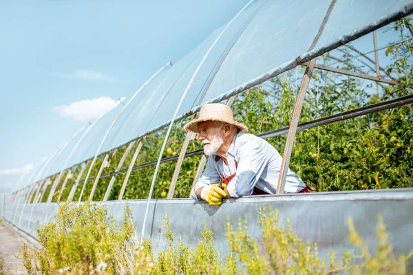 Vezető agronómus egy farmon üvegházakkal — Stock Fotó