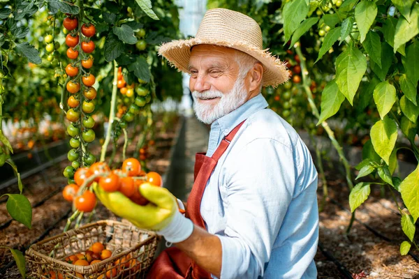Hombre mayor recolectando cosecha de tomate —  Fotos de Stock