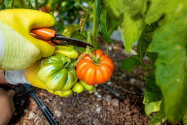 Elle organik domates hasadı.