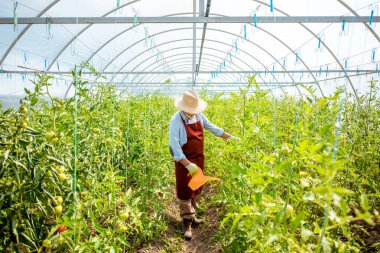 Serada domates yetiştiren kıdemli adam.