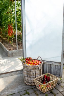 Çiftlikte domates hasadı