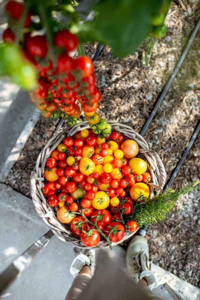 Cosecha rica de tomate en la granja ecológica —  Fotos de Stock