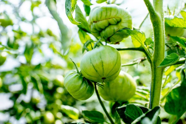 Branch with growing green tomatoes — Stock Photo, Image
