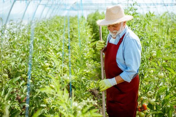 Старший человек, работающий на томатной плантации — стоковое фото