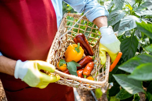 Cesta con pimientos dulces recién arrancados en una plantación —  Fotos de Stock