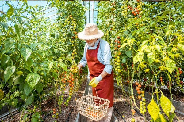 Senior man collecting tomato harvestin the hothouse — Stock fotografie