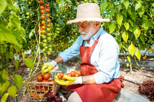 Starszy mężczyzna zbierający pomidory — Zdjęcie stockowe