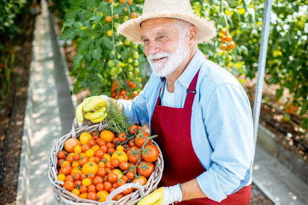 Senior man met tomatenoogst — Stockfoto