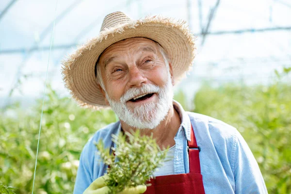 Portret starszego mężczyzny z rozmarynem — Zdjęcie stockowe