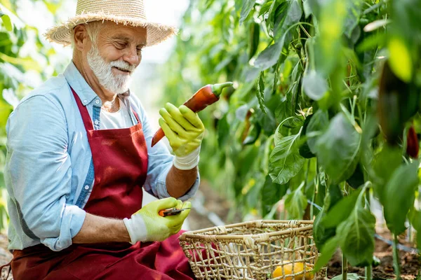 Homem sênior coletando colheita de pimenta na estufa — Fotografia de Stock