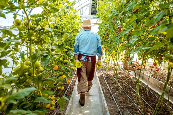 Agrónomo senior en la plantación de tomate —  Fotos de Stock