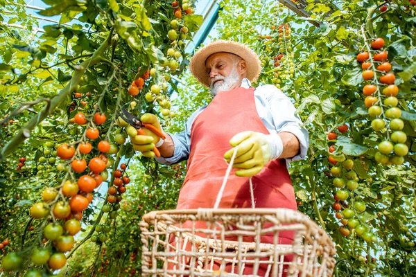 Старший собирает помидоры в теплице. — стоковое фото