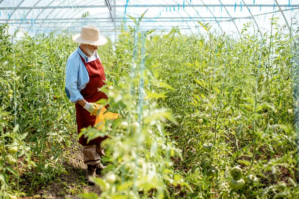 Hombre mayor cultivando tomates en el invernadero — Foto de Stock
