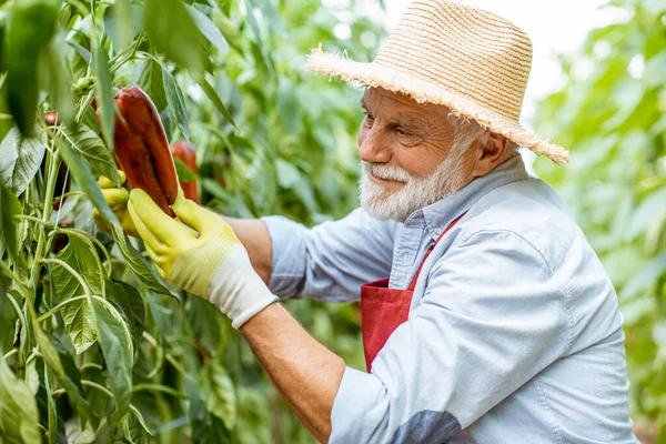 Starszy mężczyzna rośnie słodka papryka w szklarni — Zdjęcie stockowe
