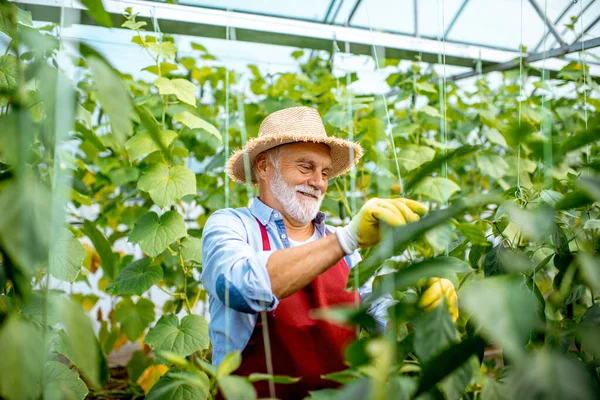 Hombre mayor cultivando pepinos en el invernadero —  Fotos de Stock