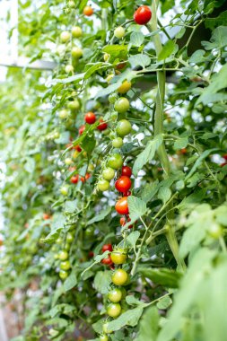 Domates yetiştiren bir dal.