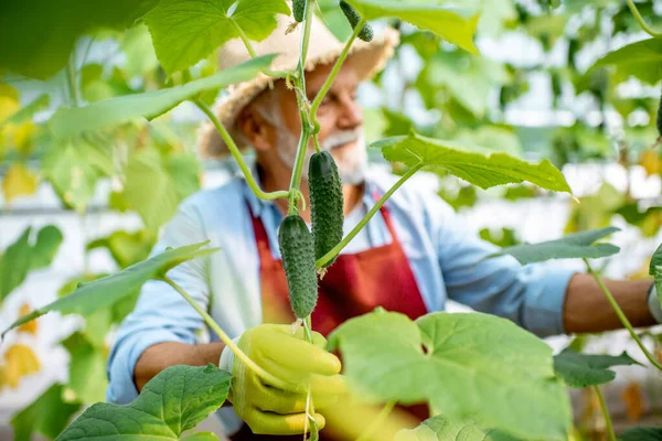 Старший мужчина выращивает огурцы в теплице — стоковое фото