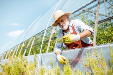 Serası olan bir çiftlikte kıdemli tarım uzmanı.