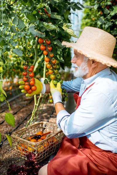 Kıdemli adam domates topluyor. — Stok fotoğraf