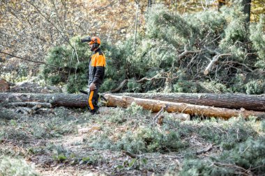 Kerestecinin çalıştığı çam ormanı
