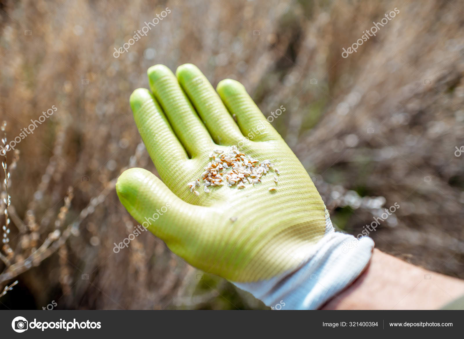Man collecting watercress seeds Stock Photo by ©rossandhelen 321400394