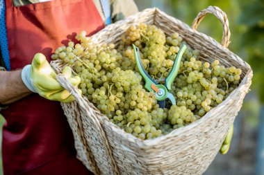 Bir sepet dolusu taze şarap üzümü